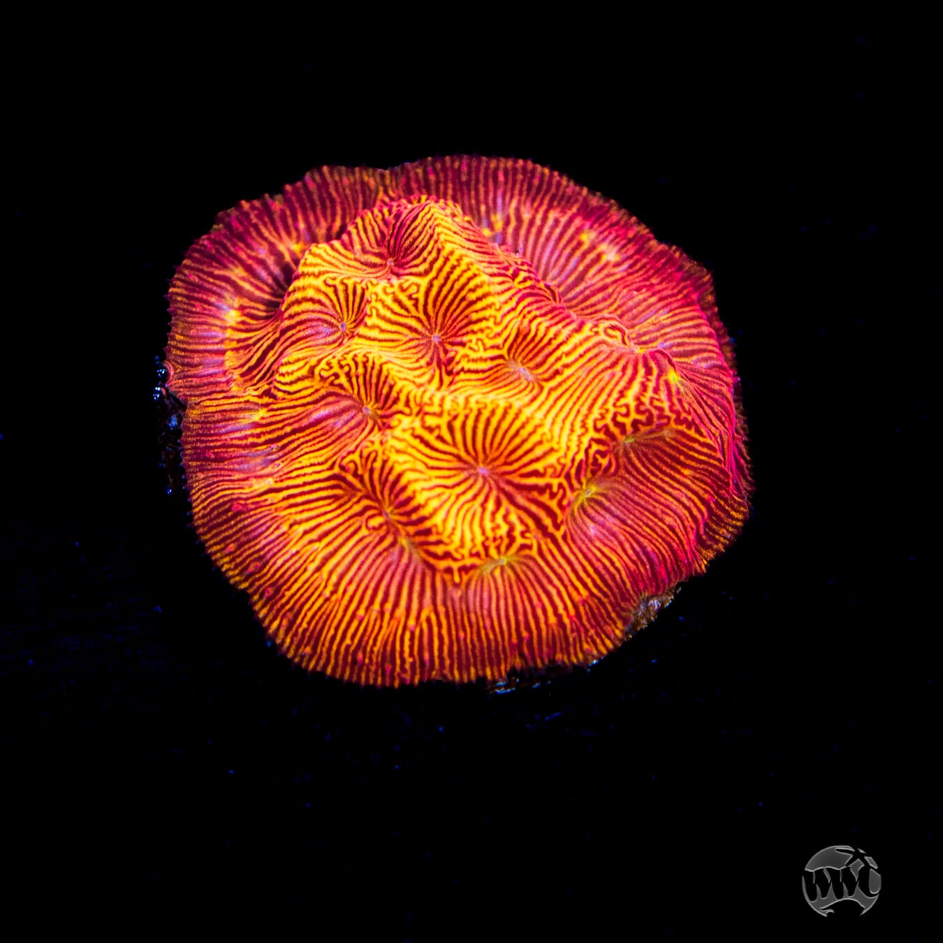 WWC Firebird Leptoseris Coral