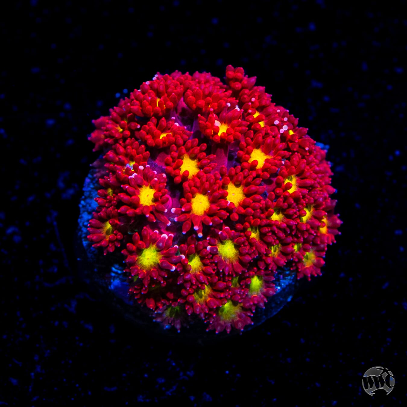 WWC Fruit Loopz Micro Goniopora Coral