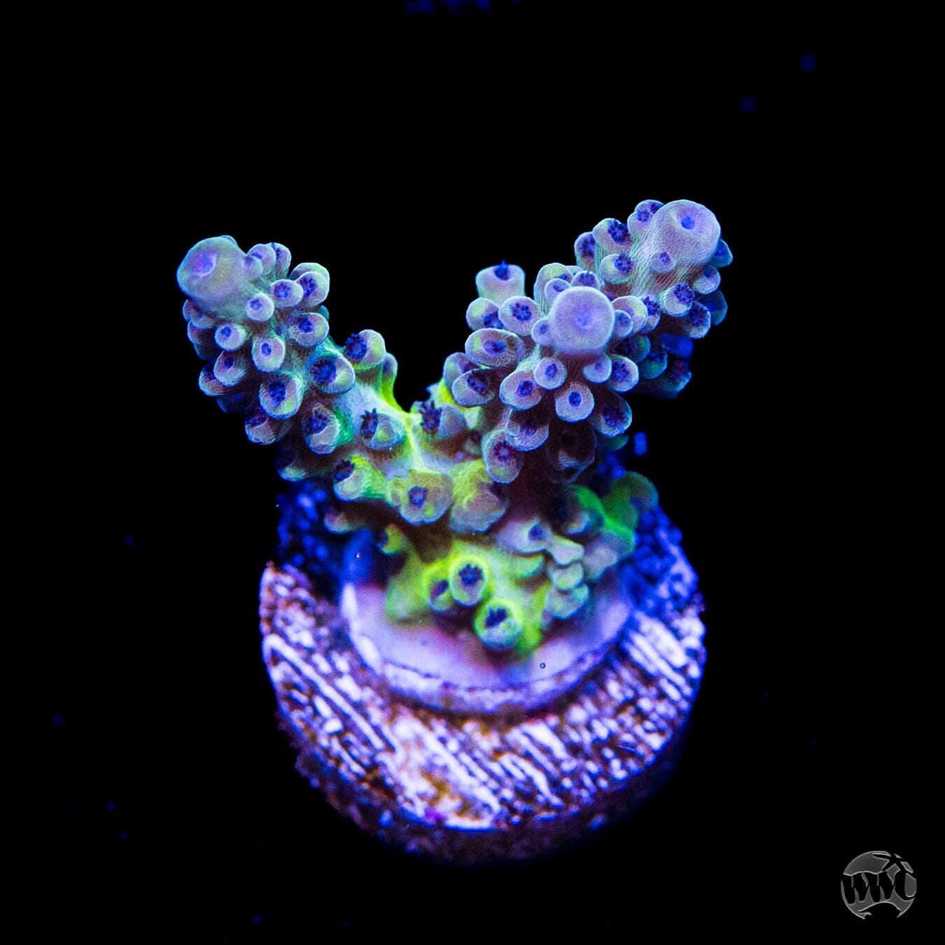 Gonzo Blueberry Diesel Acropora