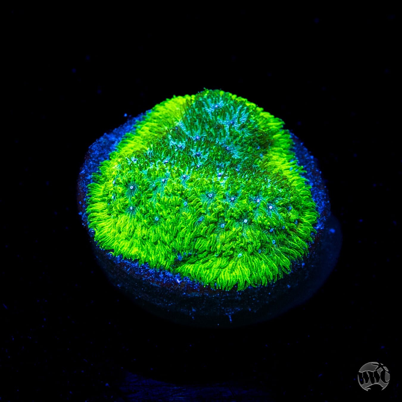 WWC Grasshopper Psammocora