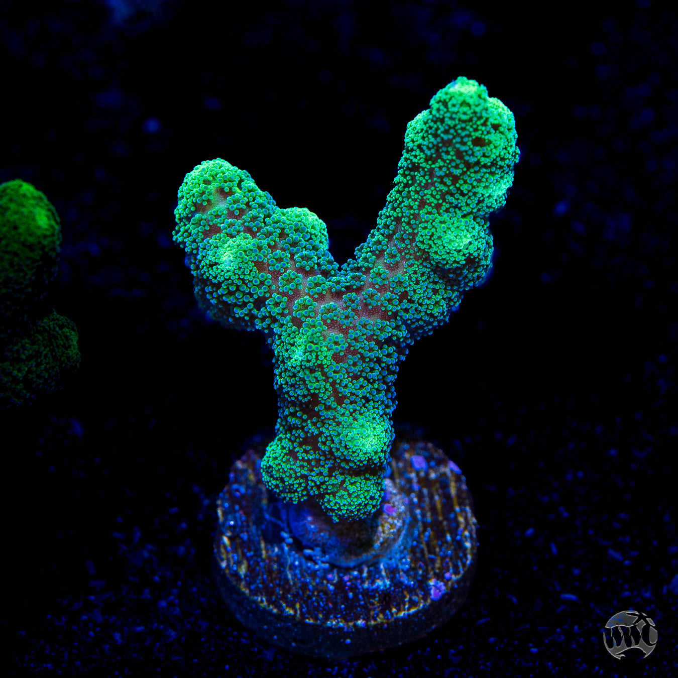 Green Birdsnest Coral