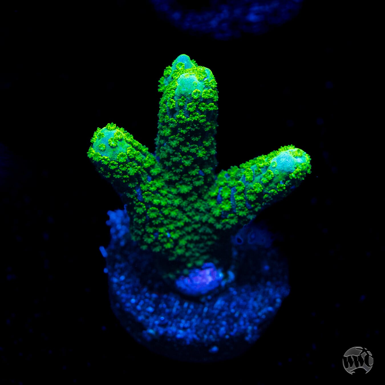 Green Digitata Montipora Coral