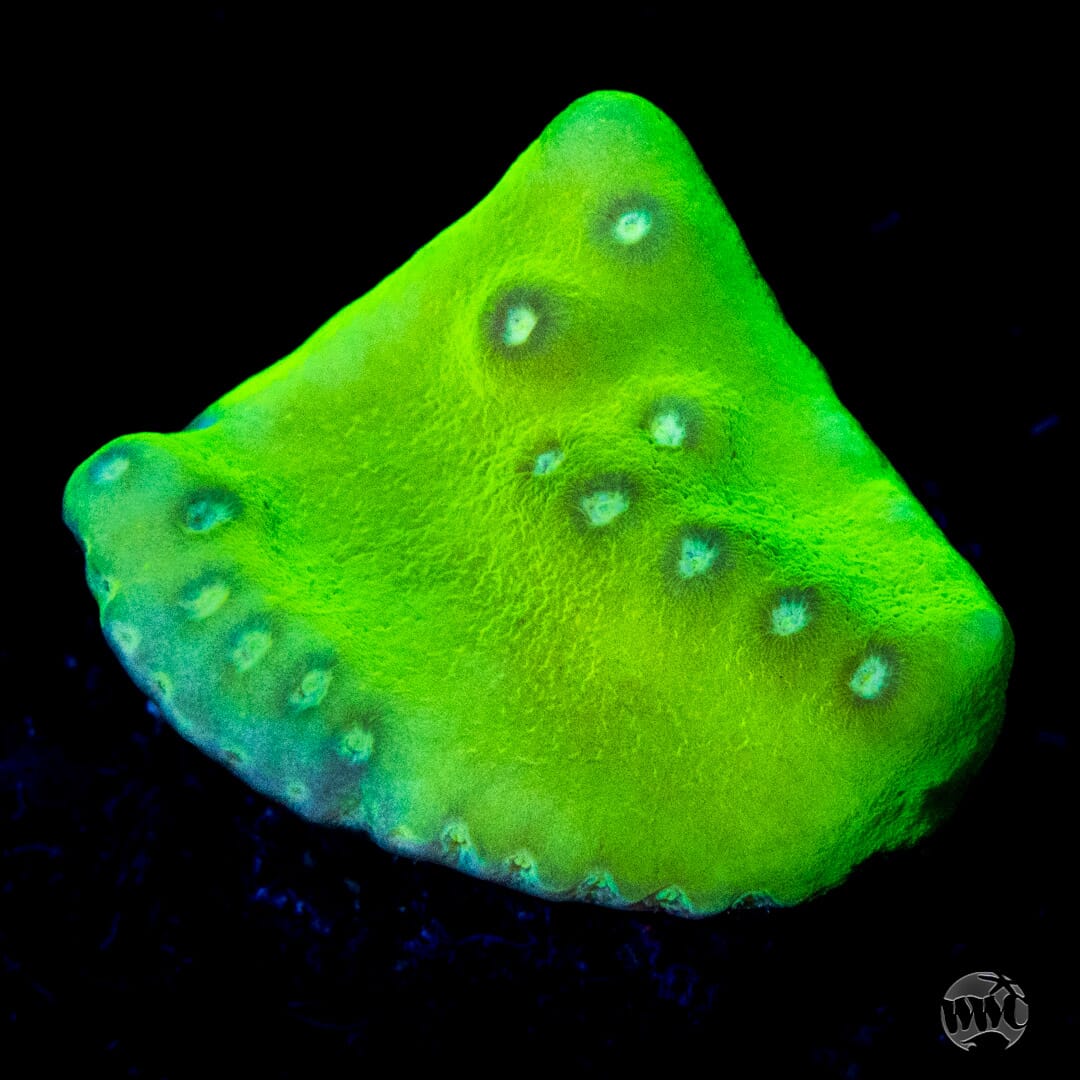 WWC Green Fire Turbinaria Coral