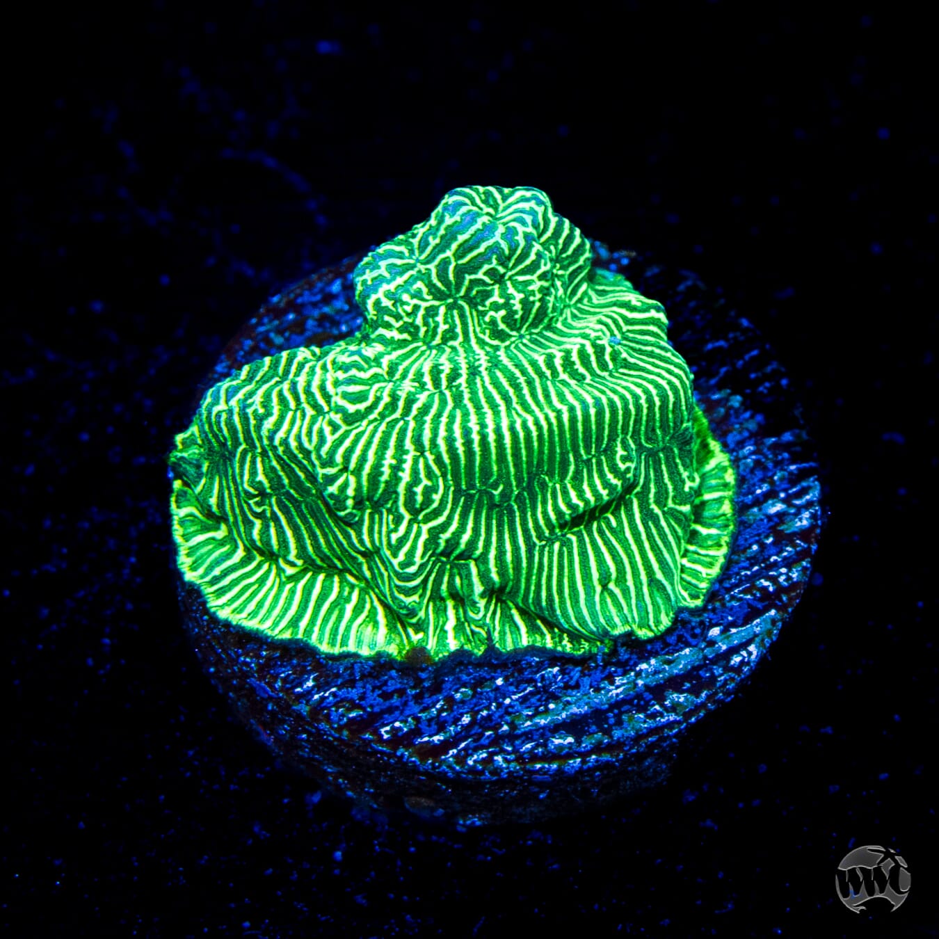 WWC Hulk Leptoseris Coral