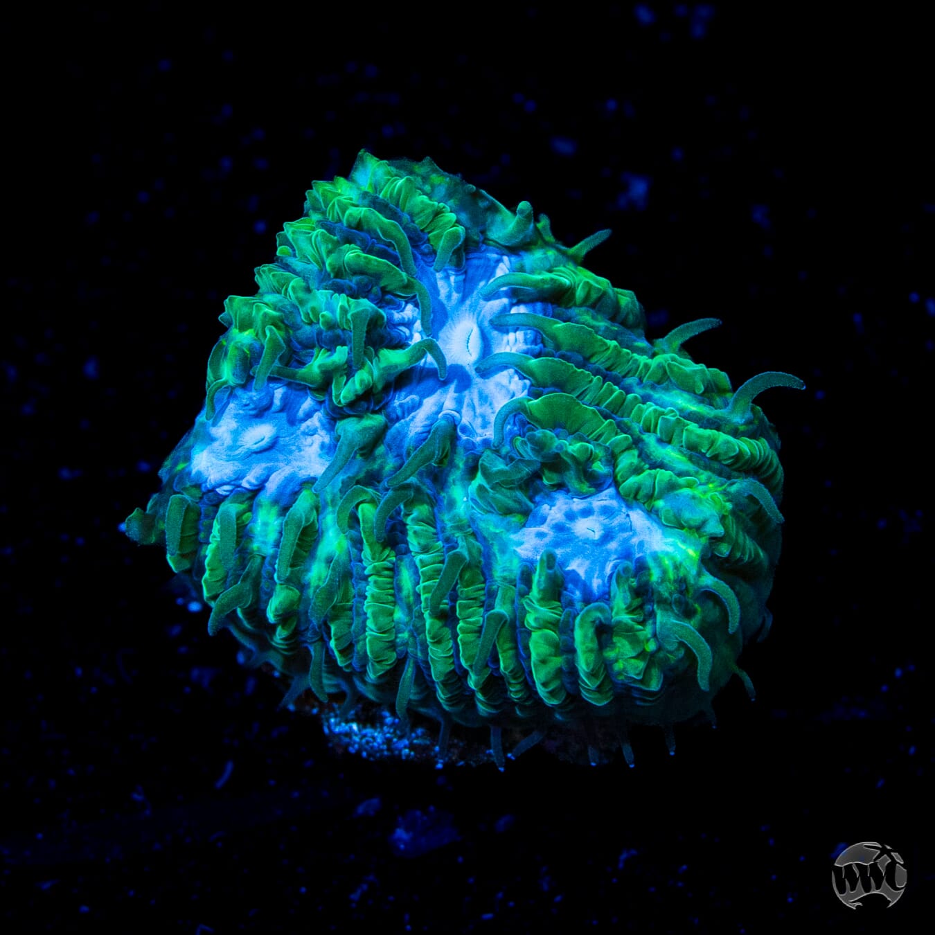 WWC Ice Sheet Lithophyllon Coral