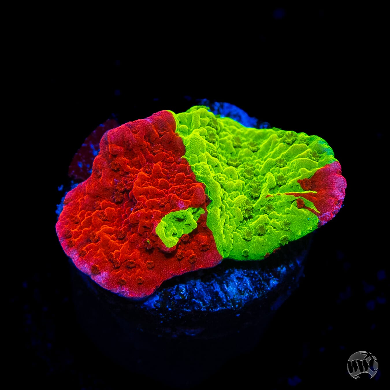 WWC Jaw Breaker Grafted Montipora
