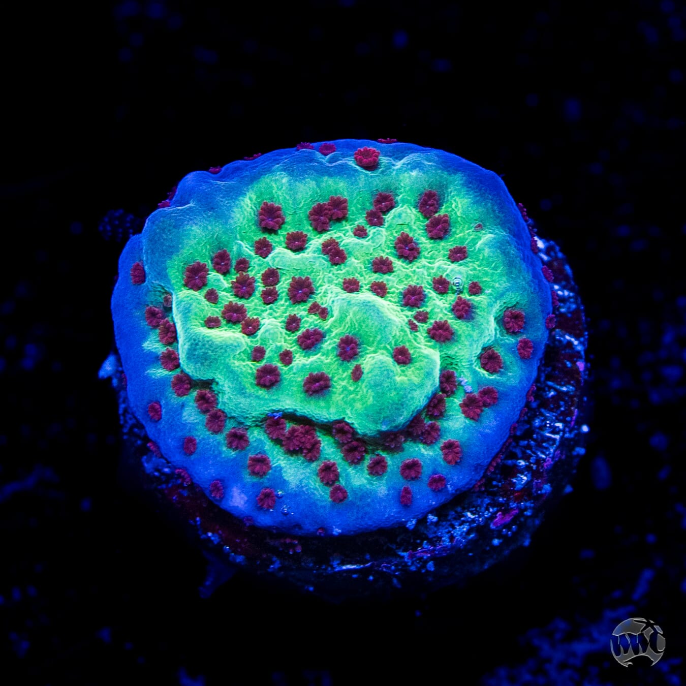 Jedi Mind Trick Montipora Coral
