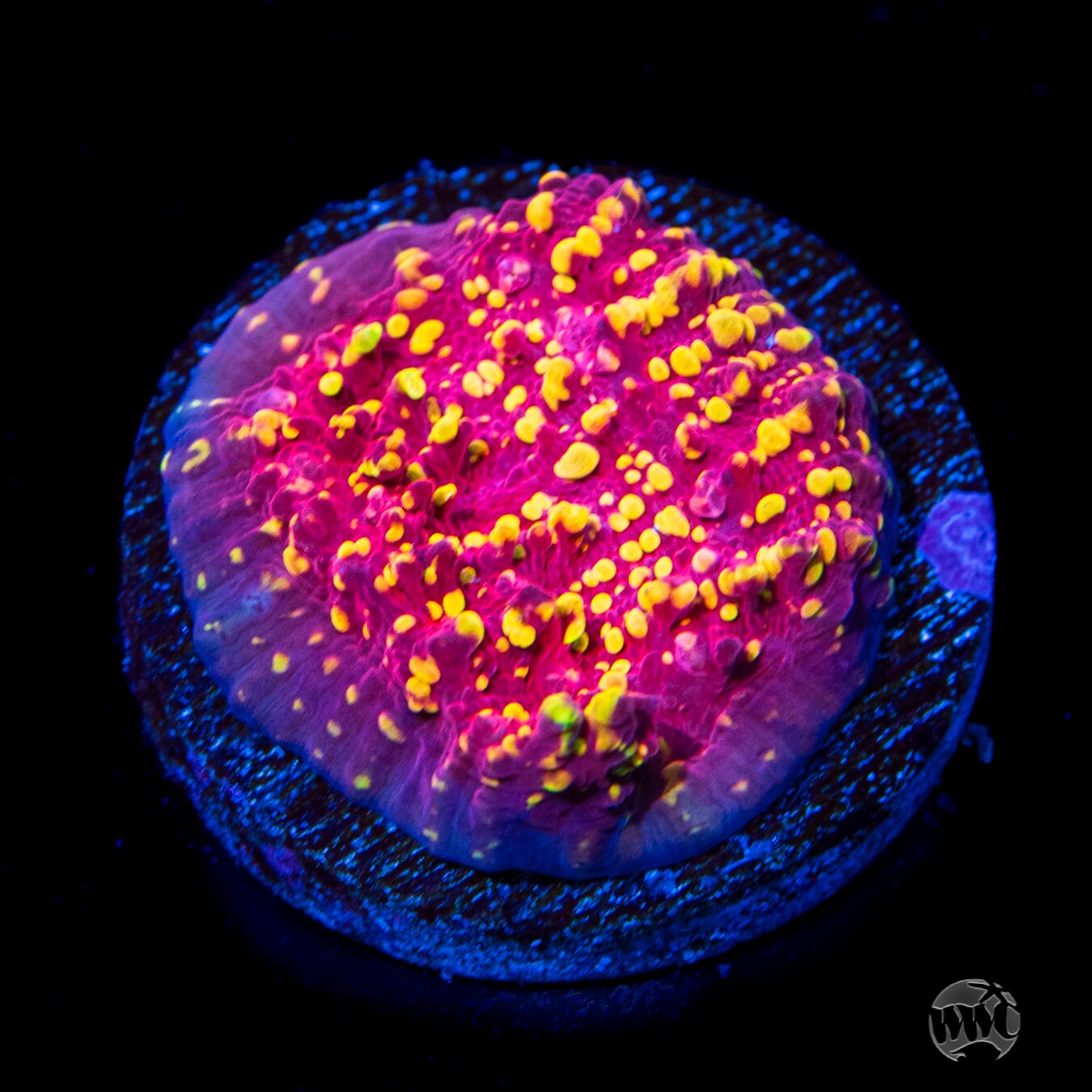 Jason Fox Goldmeister Chalice Coral