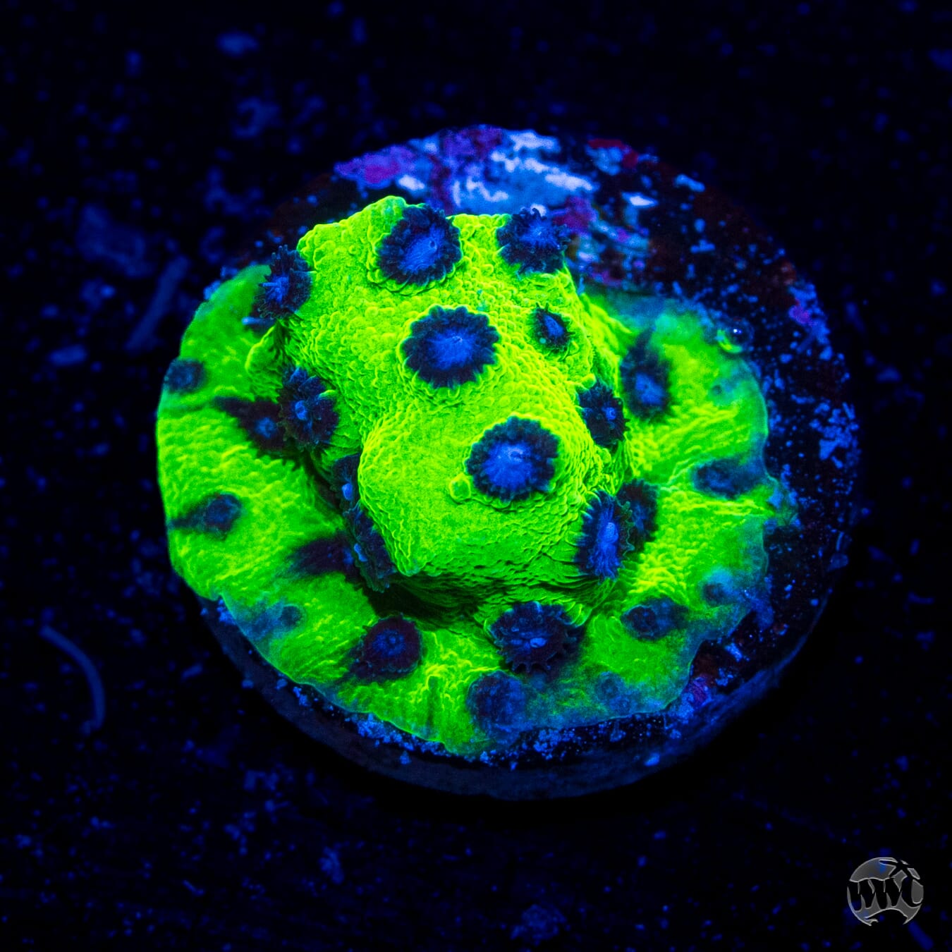 Jason Fox Master PPE Cyphastrea Coral