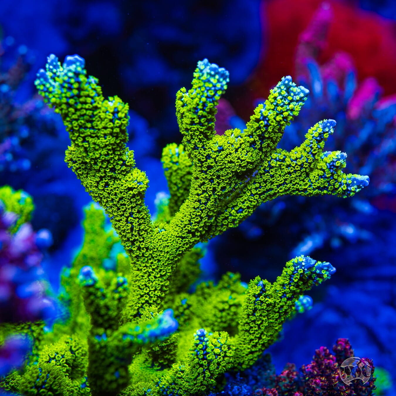Jason Fox Purple Tide Montipora Coral | World Wide Corals