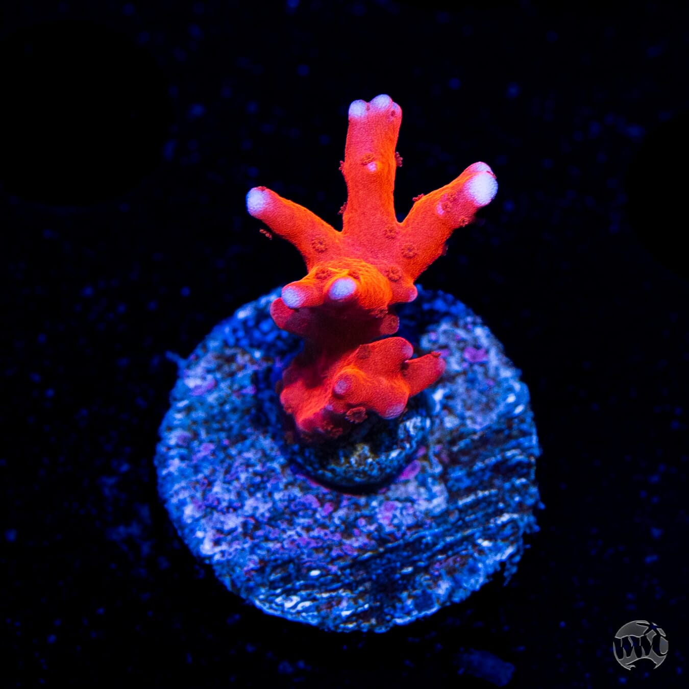 Jason Fox TNT Anacropora Coral