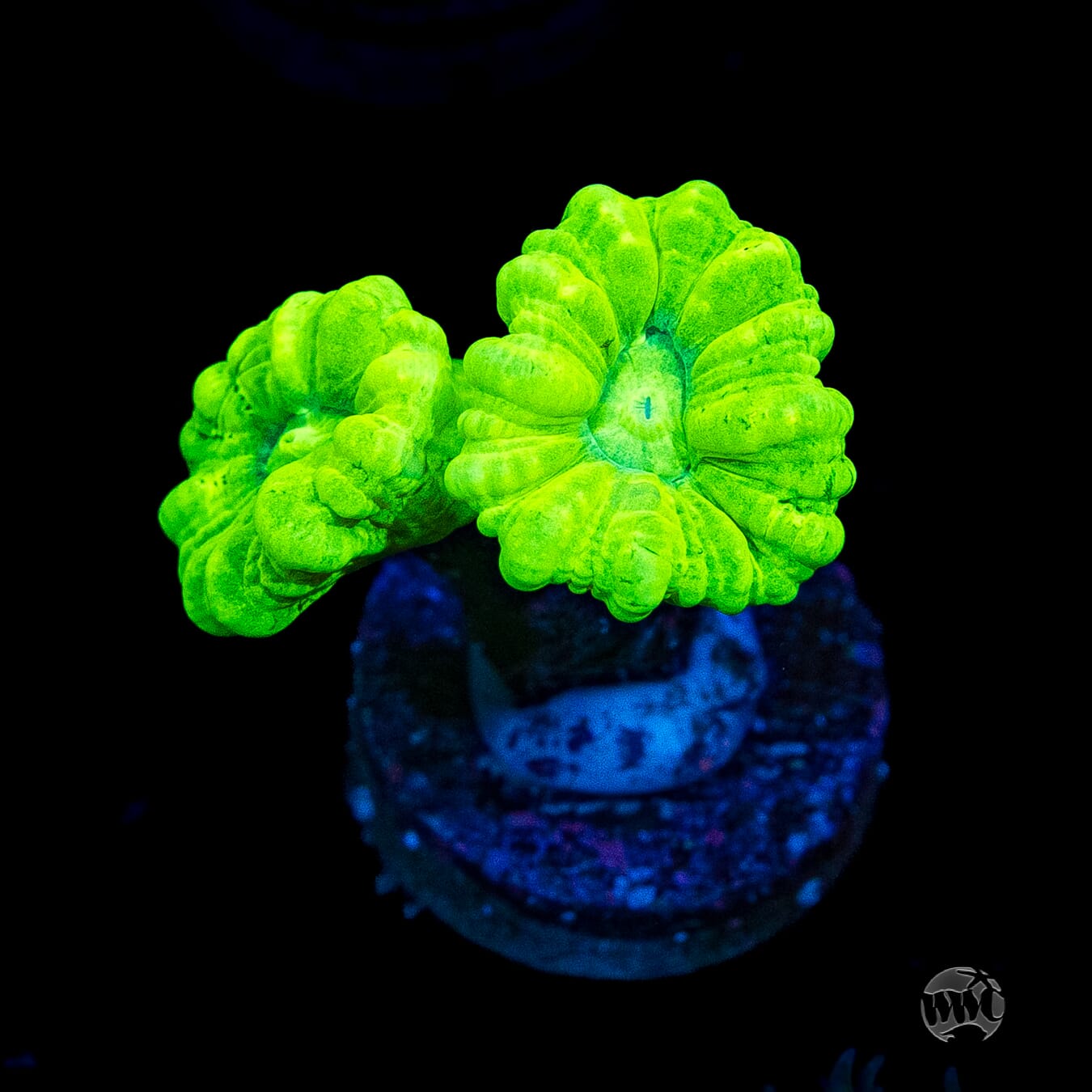 Kryptonite Candy Canes Coral