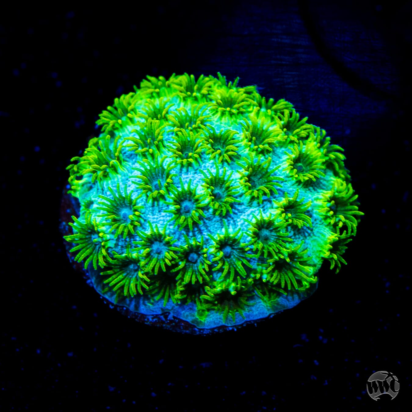 WWC Leafy Greens Cyphastrea