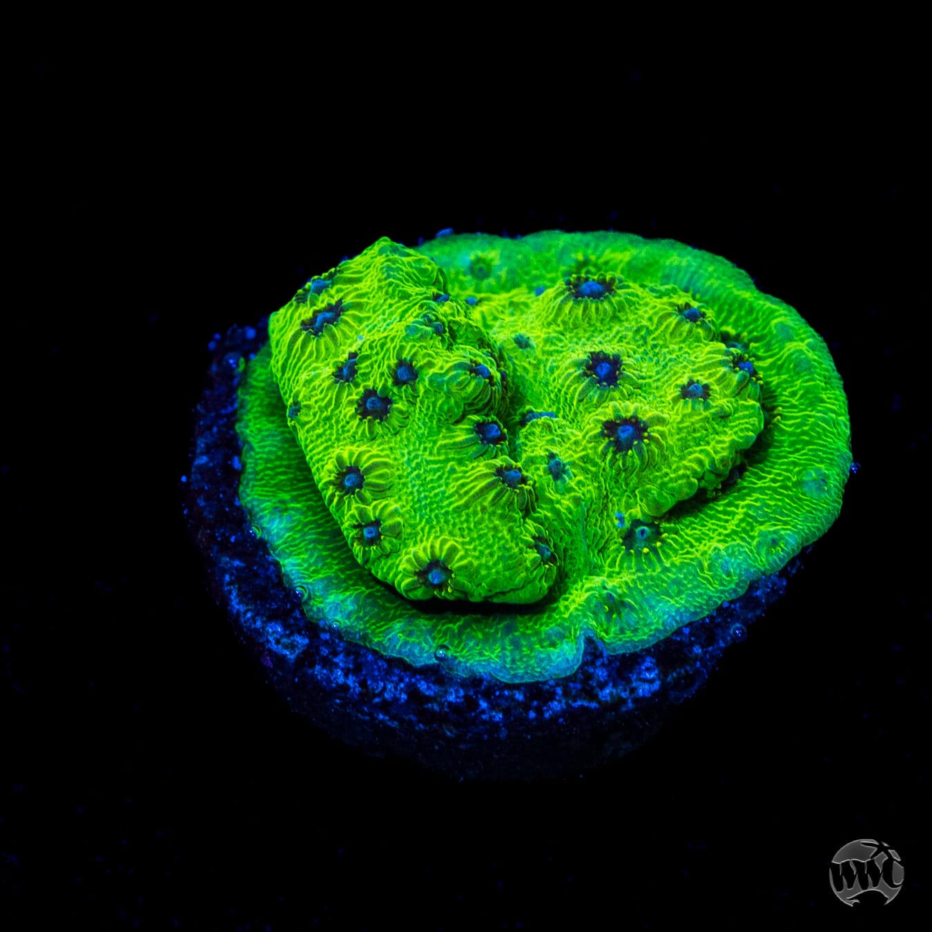 WWC Leapfrog Cyphastrea Coral