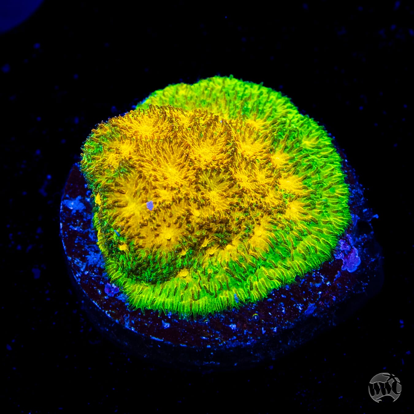 WWC Lemon Lime Psammocora
