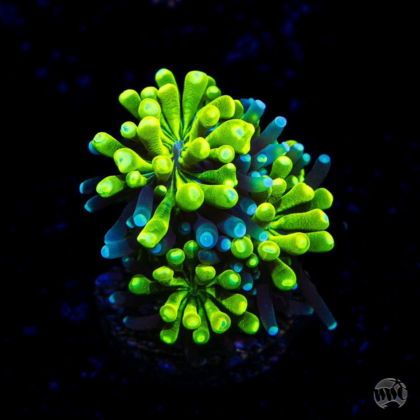 WWC Lemonade Galaxea Coral