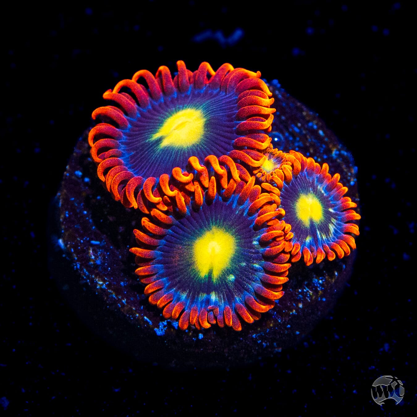 WWC Mandarin Monster Zoanthids
