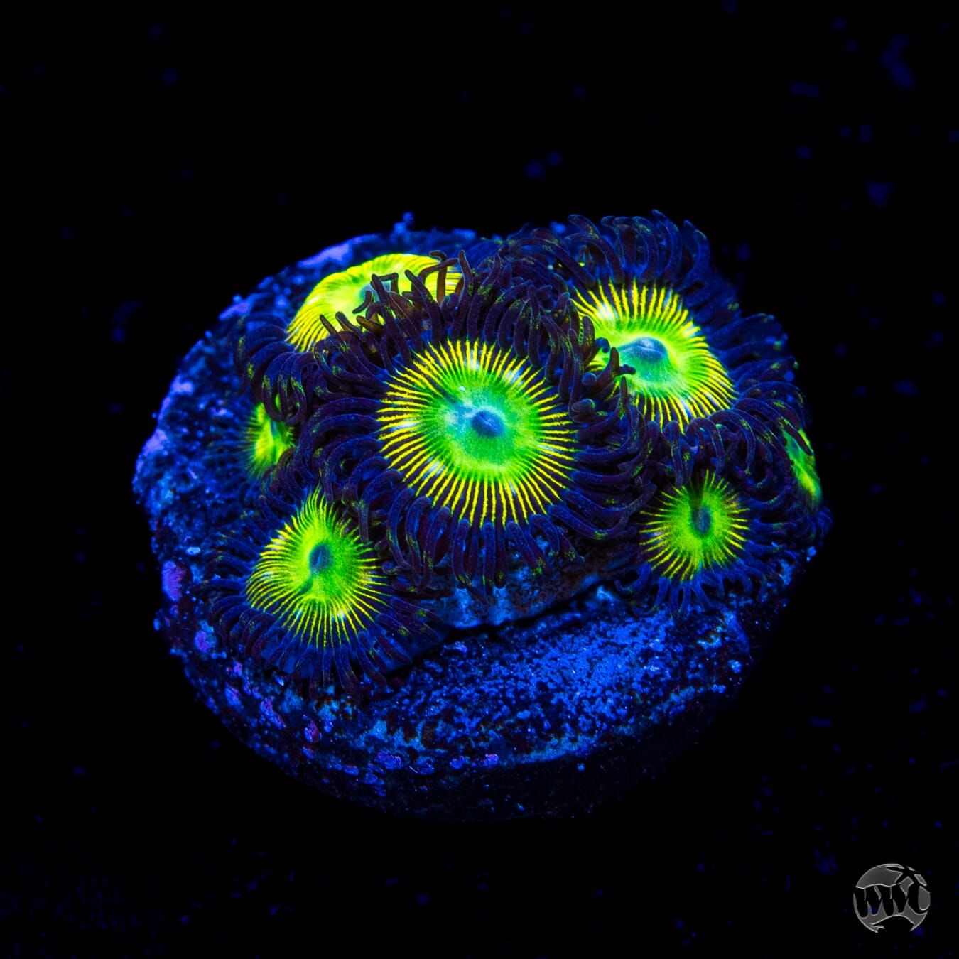 WWC Mean Green Zoanthids
