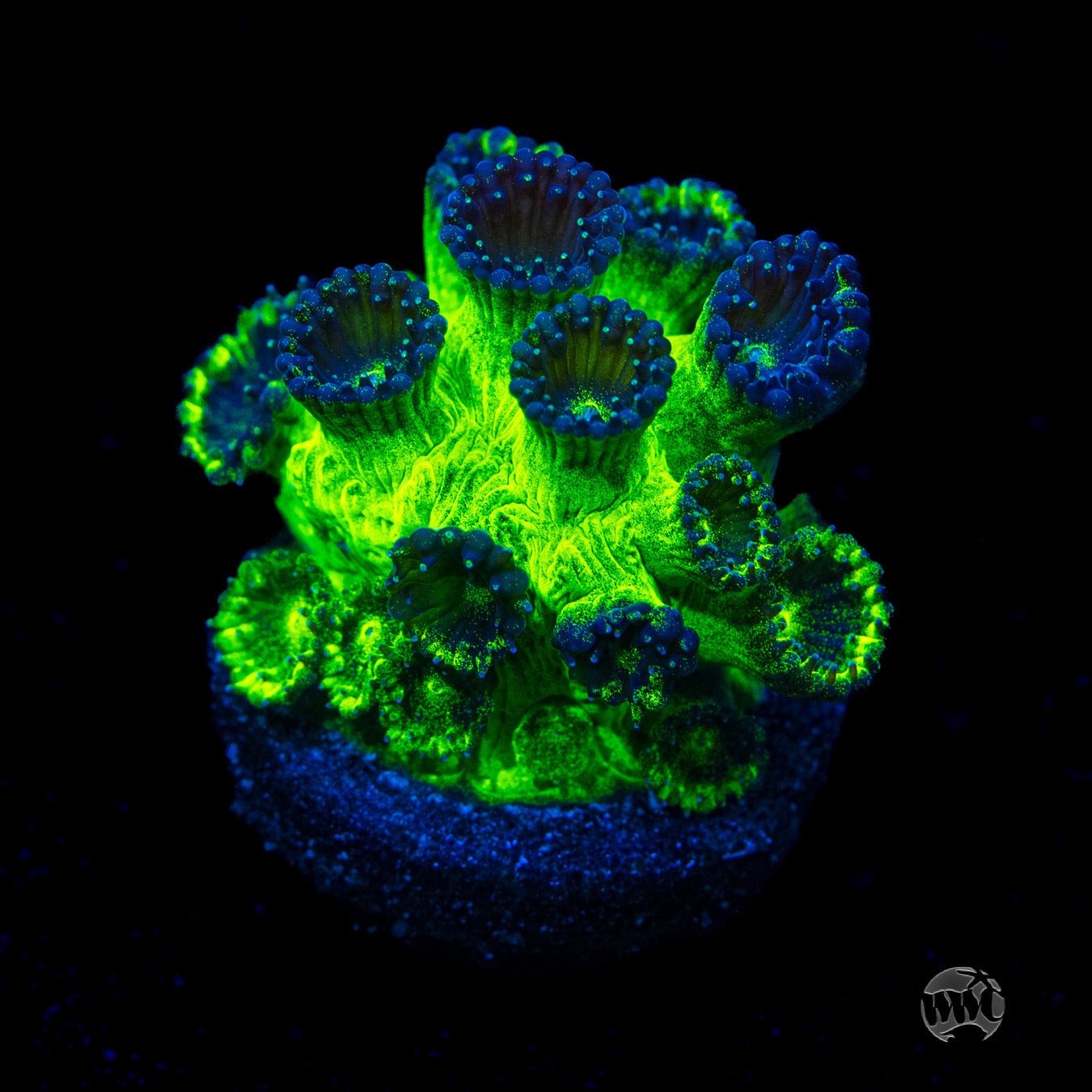 WWC Mint Chip Plesiastrea Coral