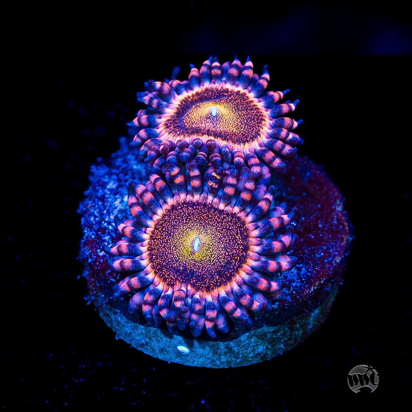 Mohawk Zoanthids