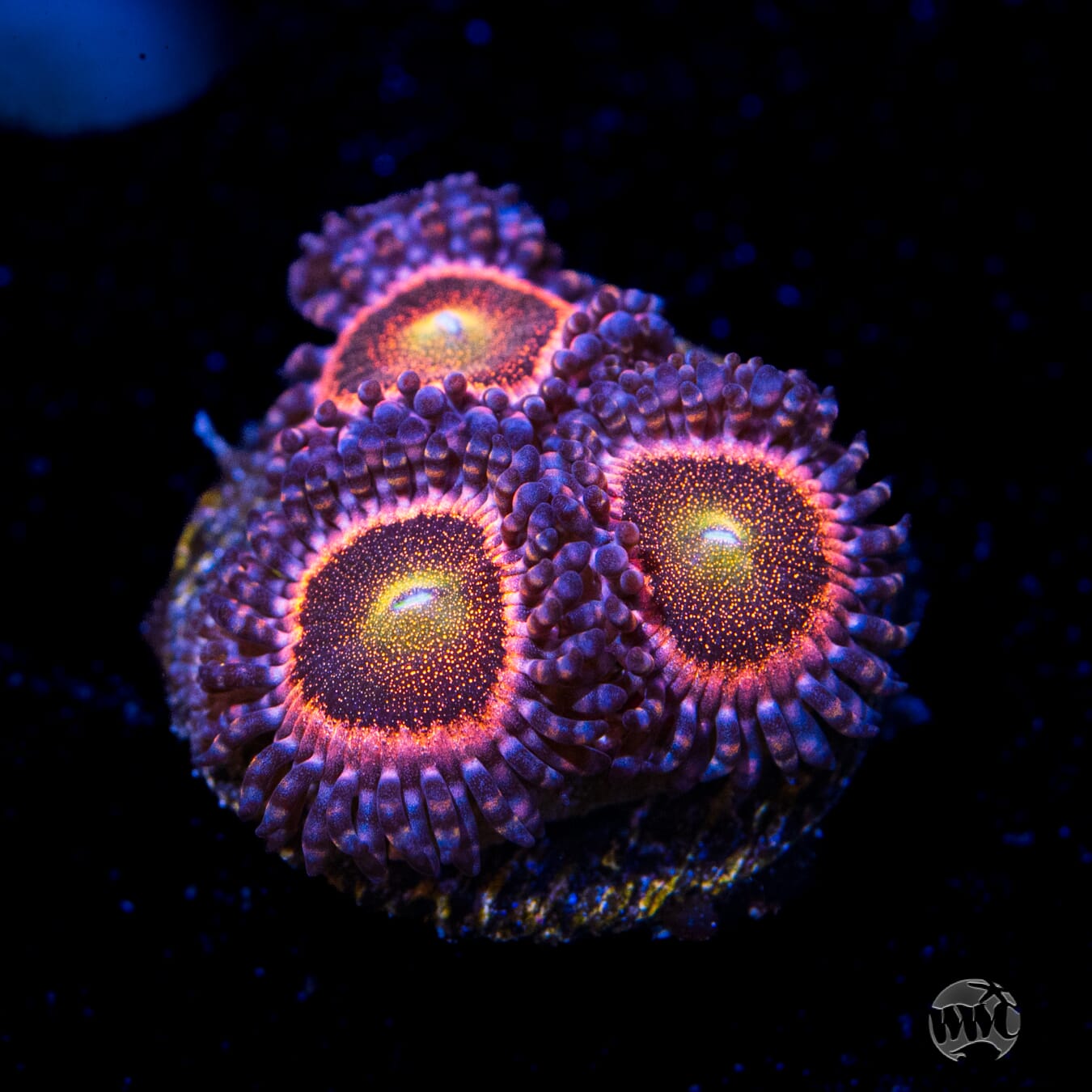 Mohawk Zoanthids