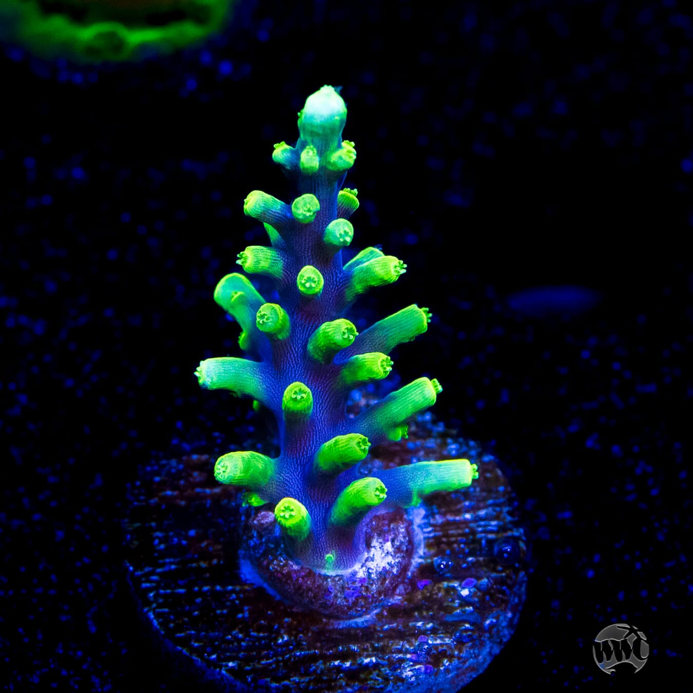 WWC Moonshine Acropora