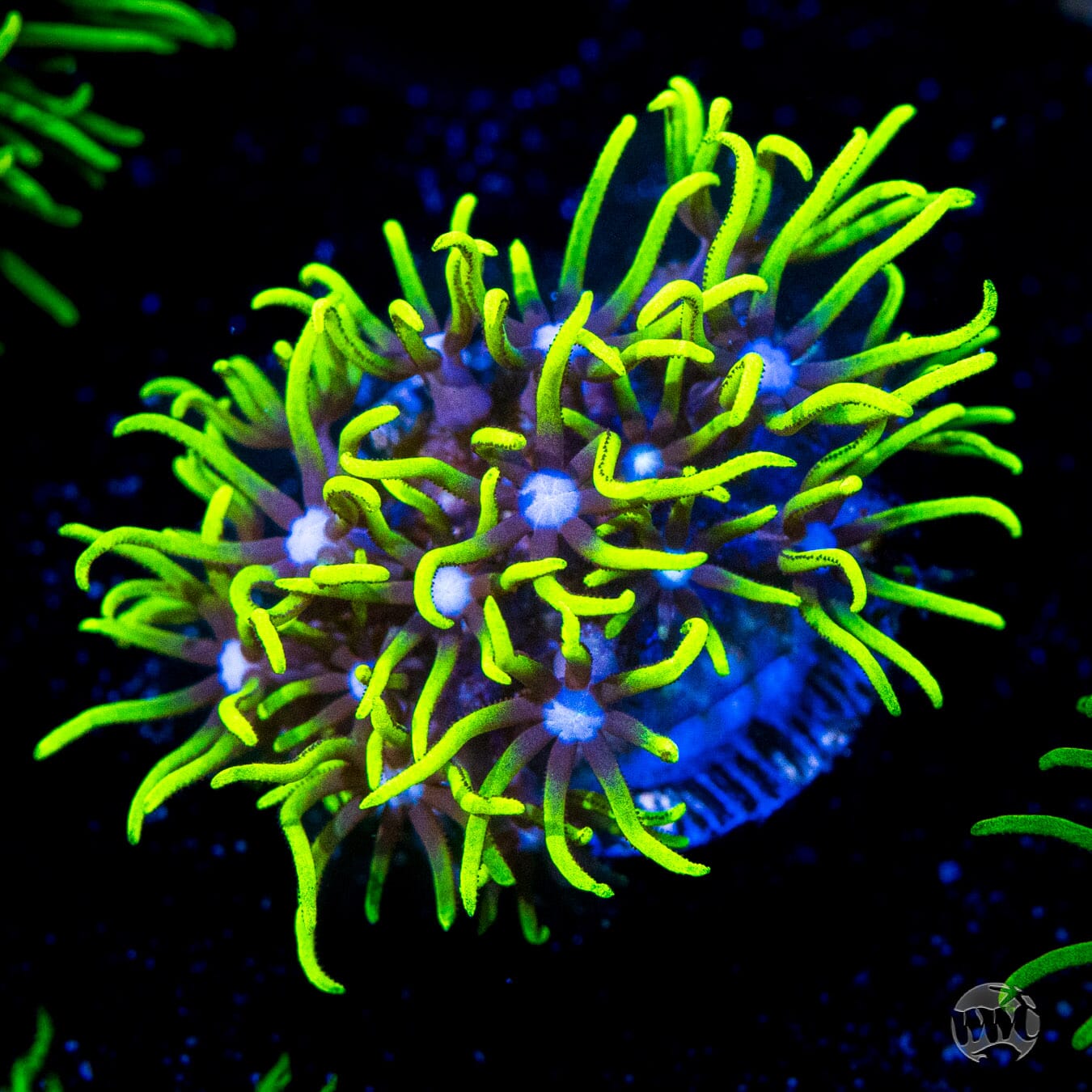 Neon Green Star Polyps Coral