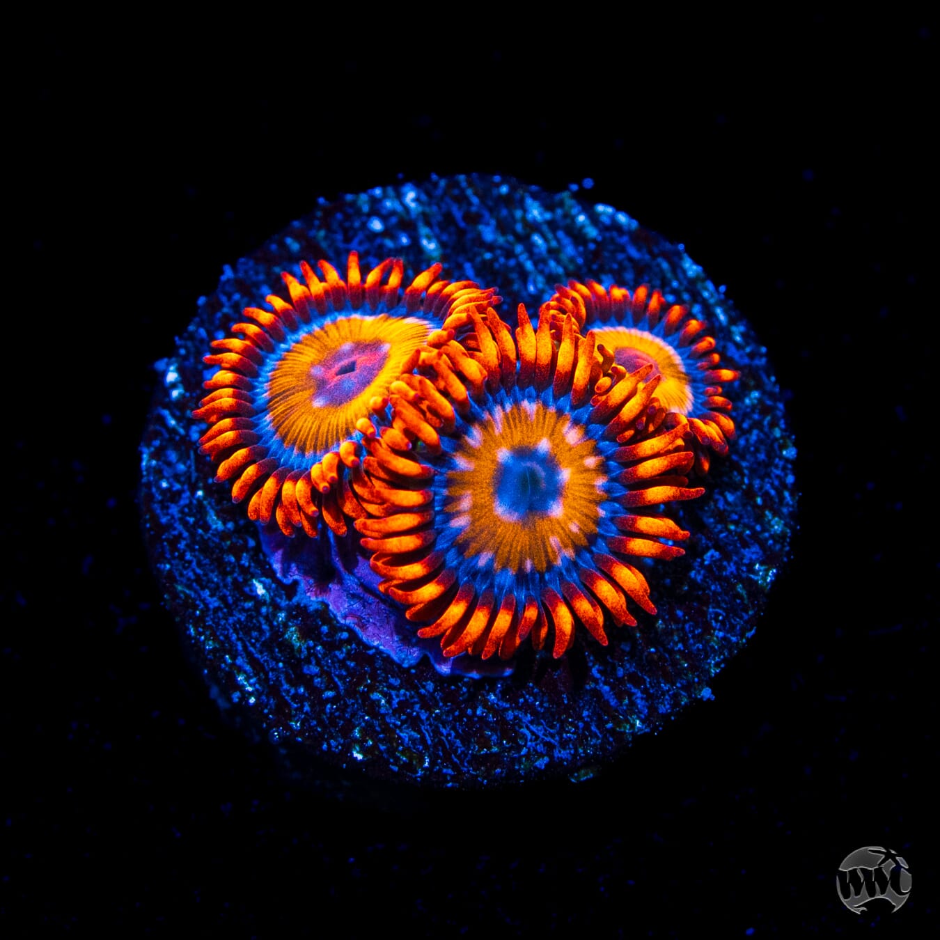 WWC Oxides Zoanthids