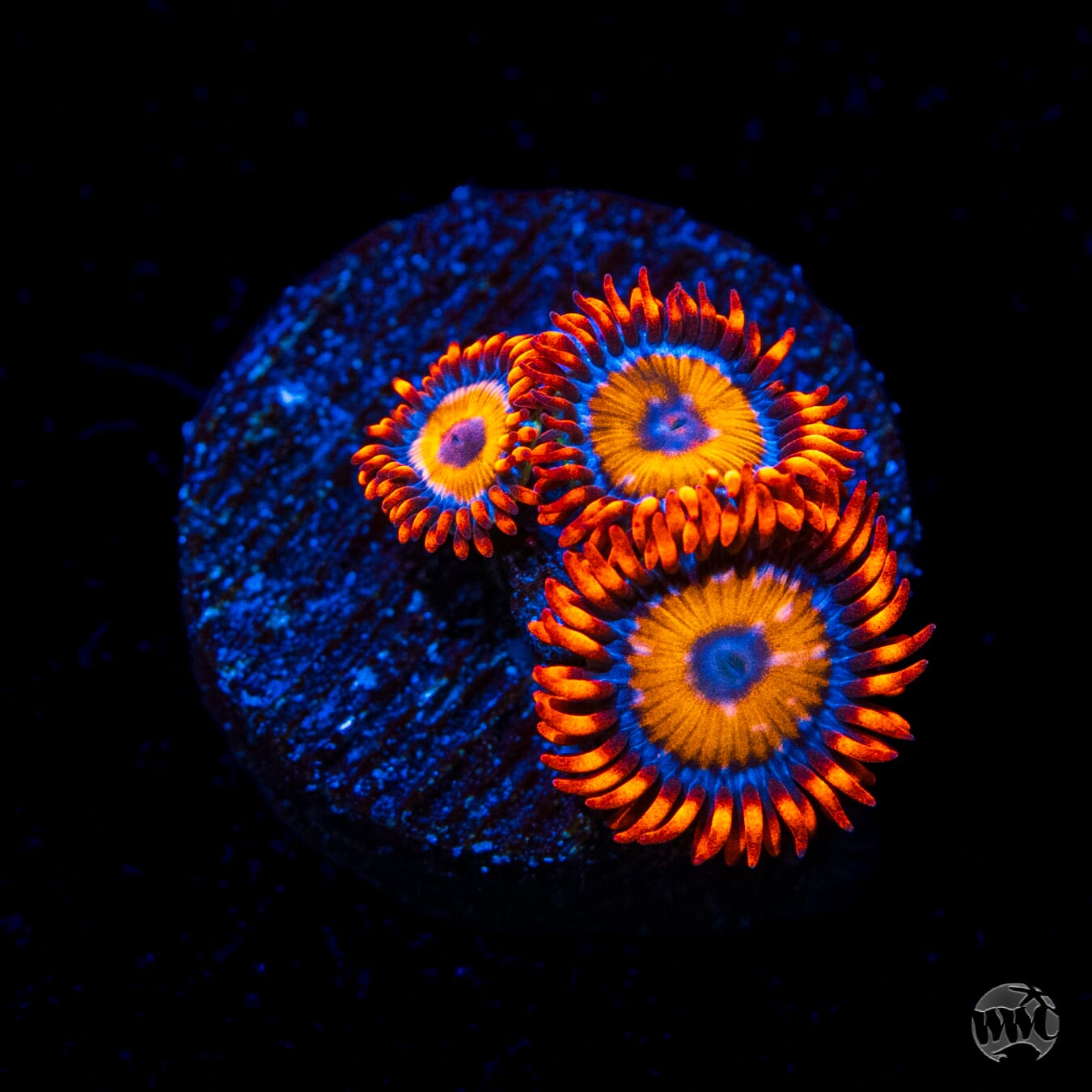 WWC Oxides Zoanthids