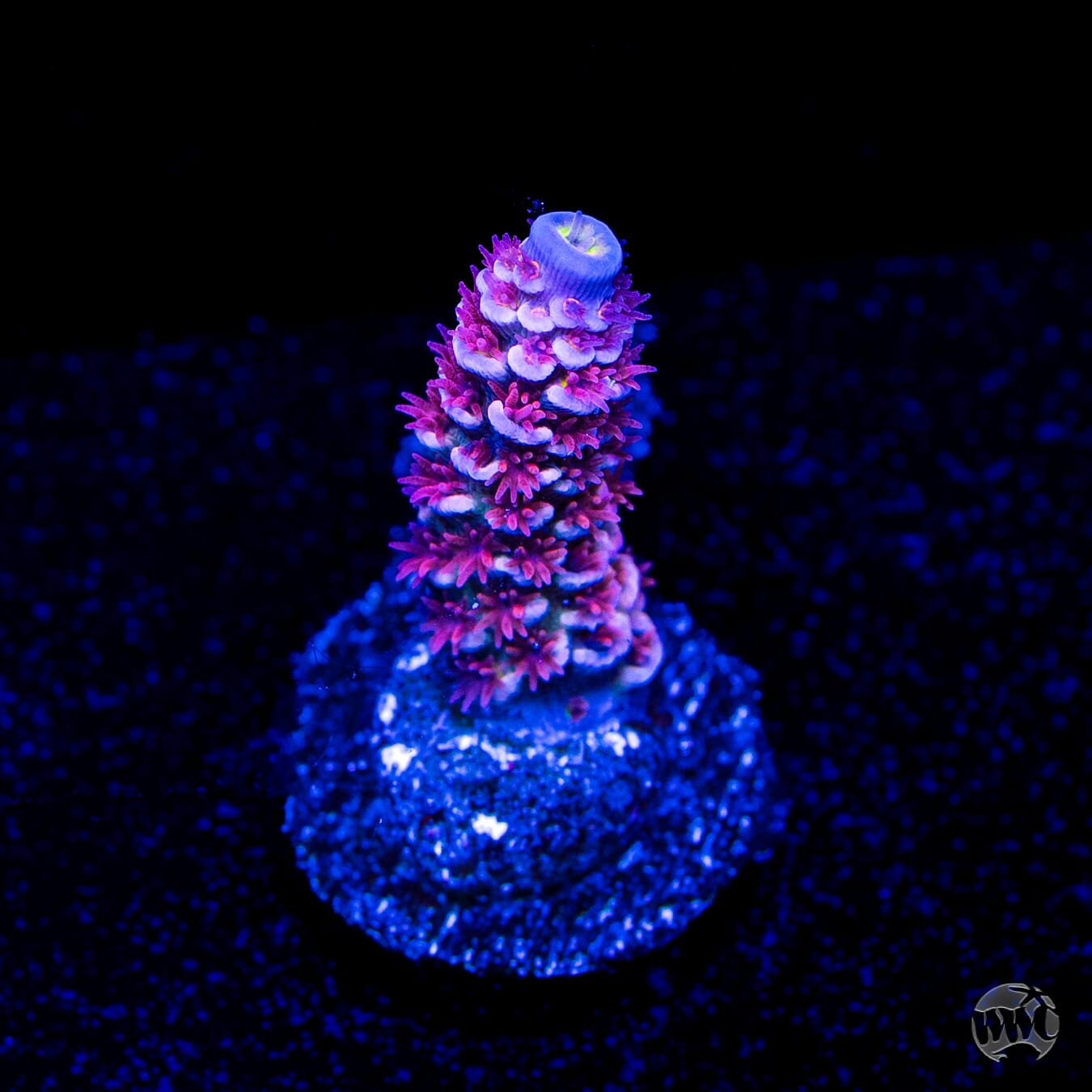 WWC Paradise Tenuis Acropora