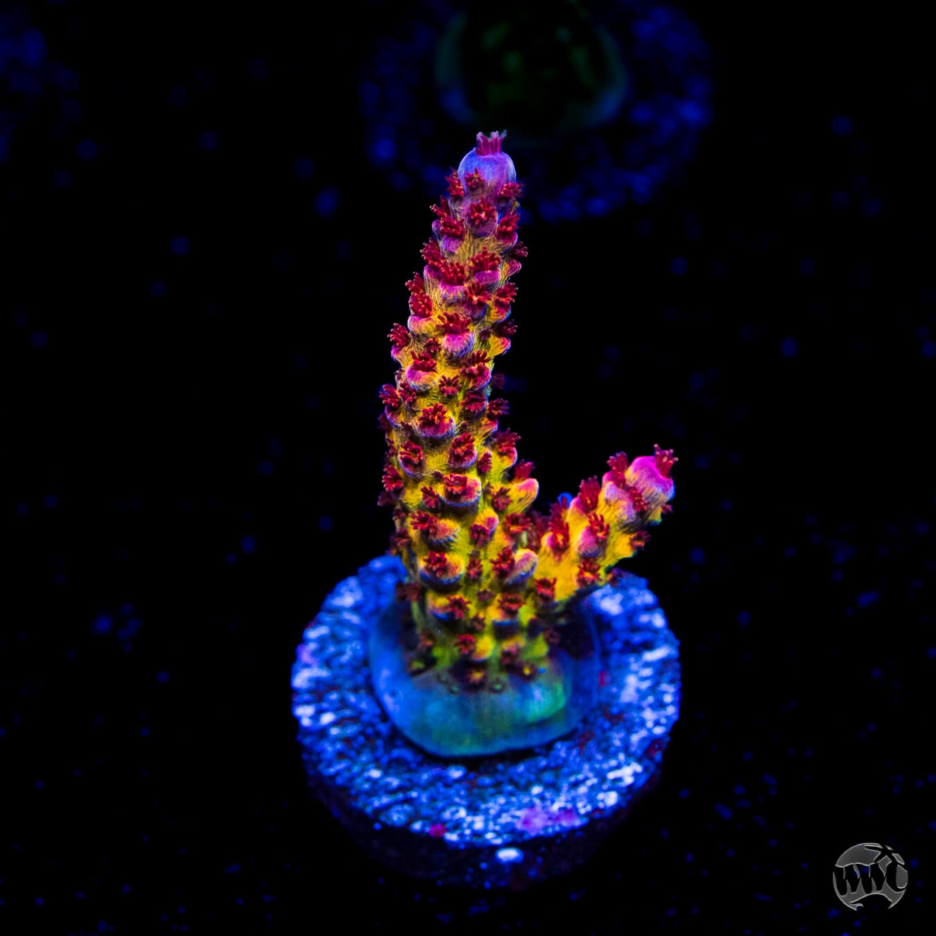 PC Rainbow Acropora