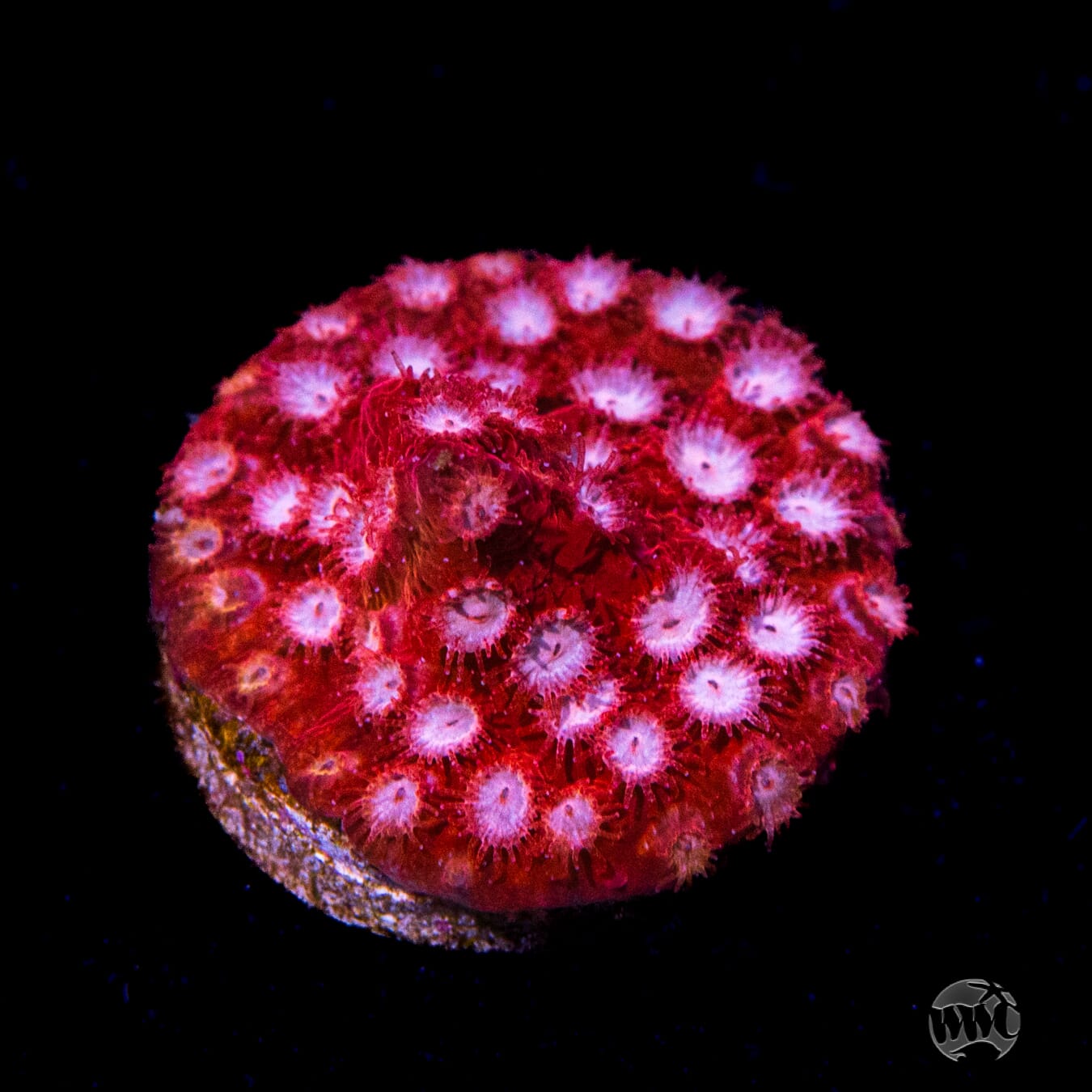 WWC Peppermint Cyphastrea Coral