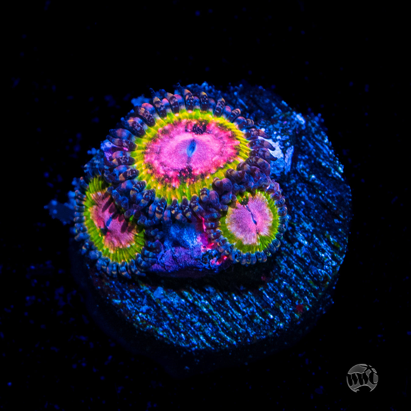 WWC Pink Krakatoa Zoanthids