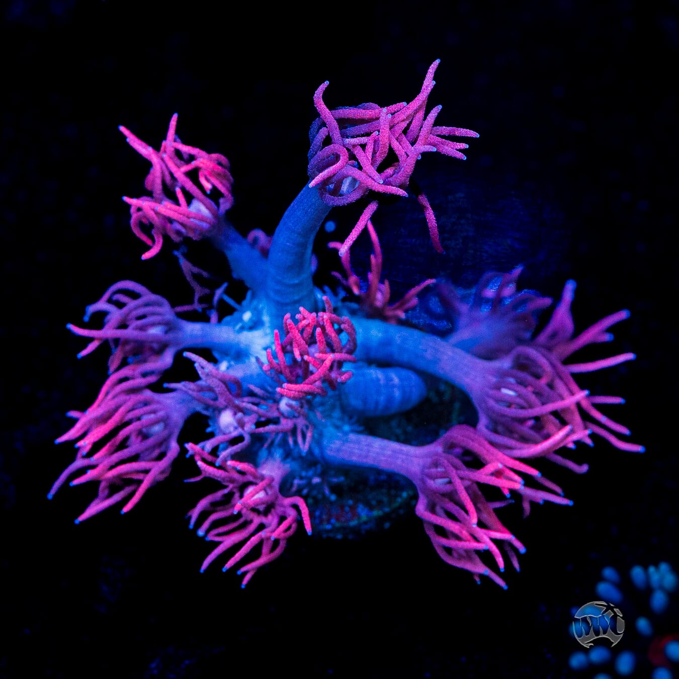 WWC Pink Lady Goniopora