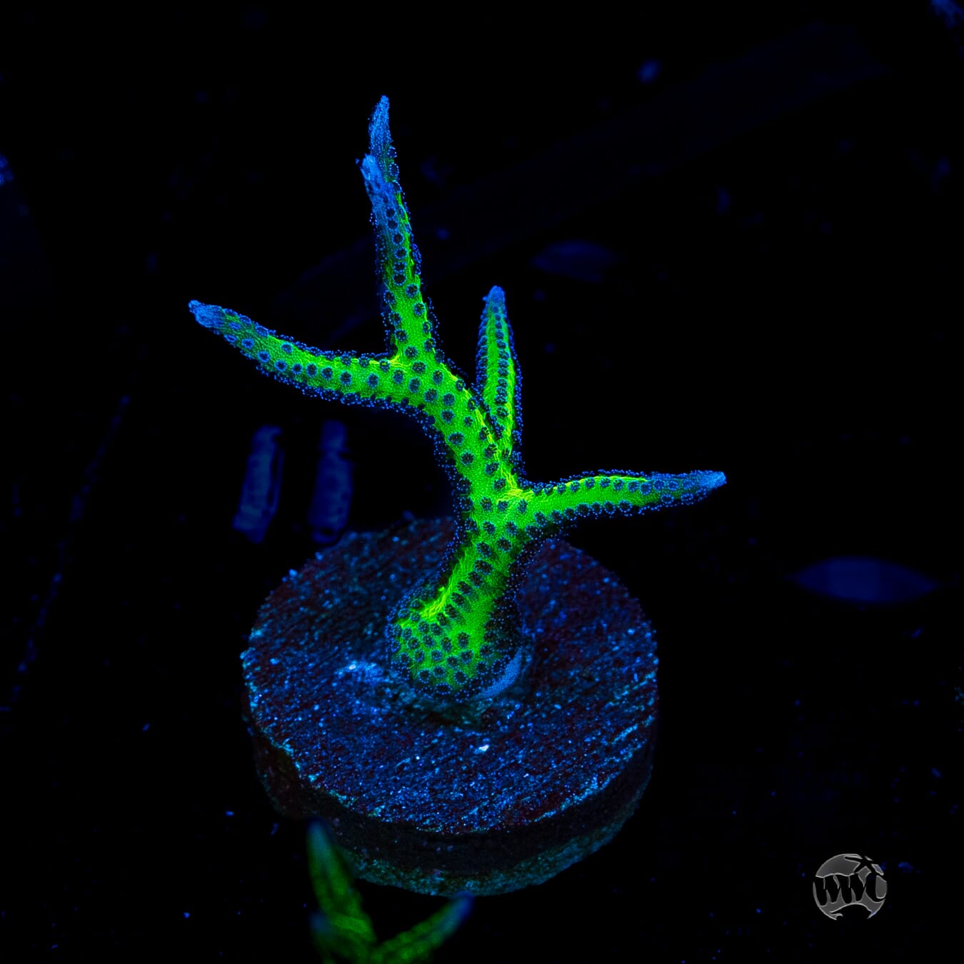 WWC Purple Polyp Birdsnest Coral