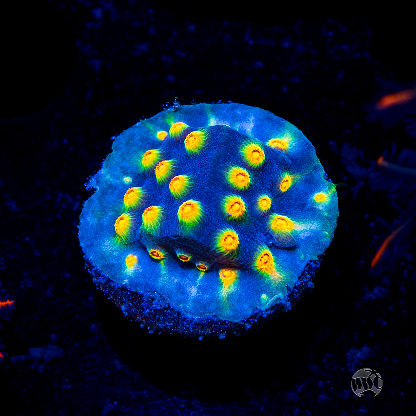 WWC Rainbow Madness Cyphastrea Coral