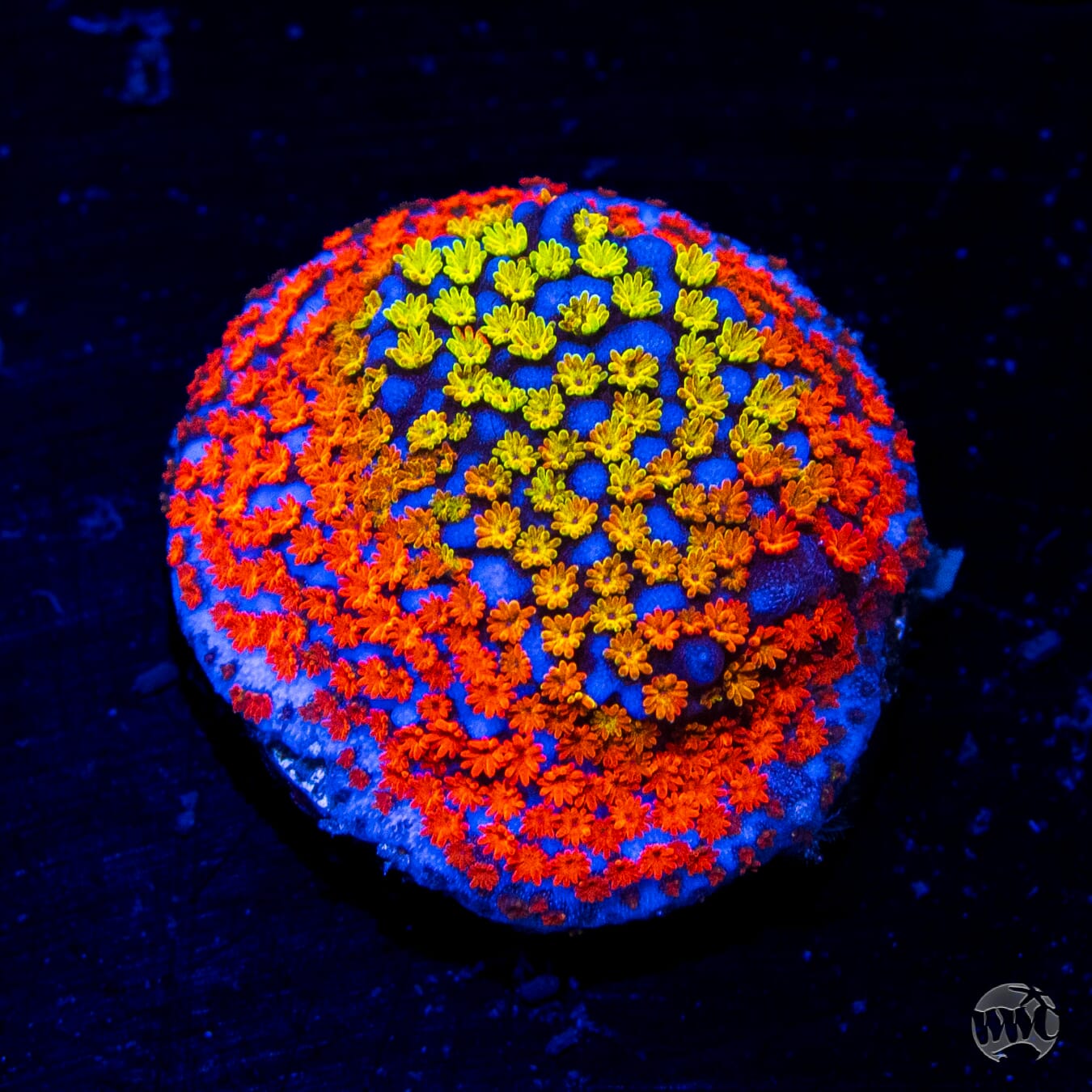 Rainbow Montipora Coral