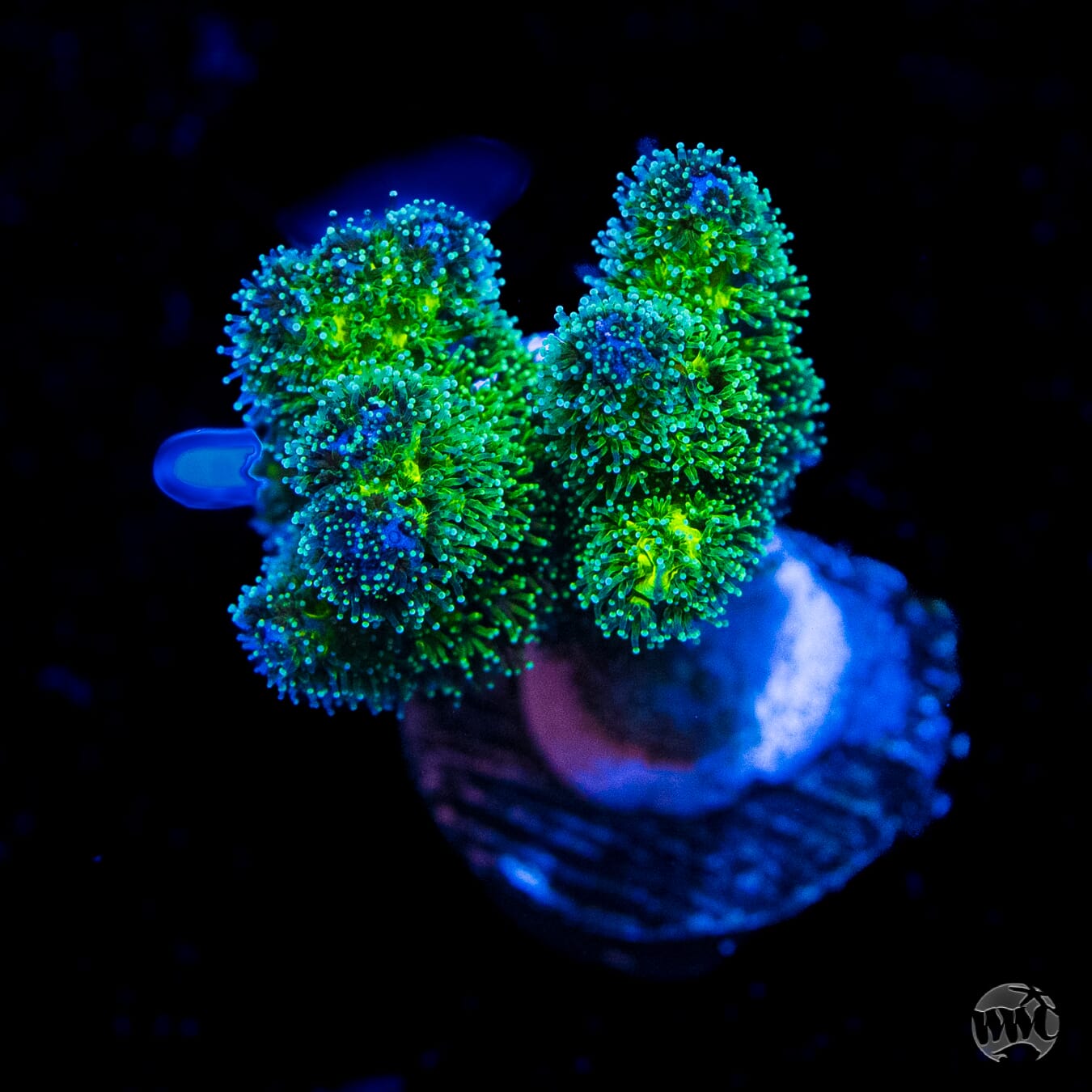 WWC Rainbow Pocillopora Coral