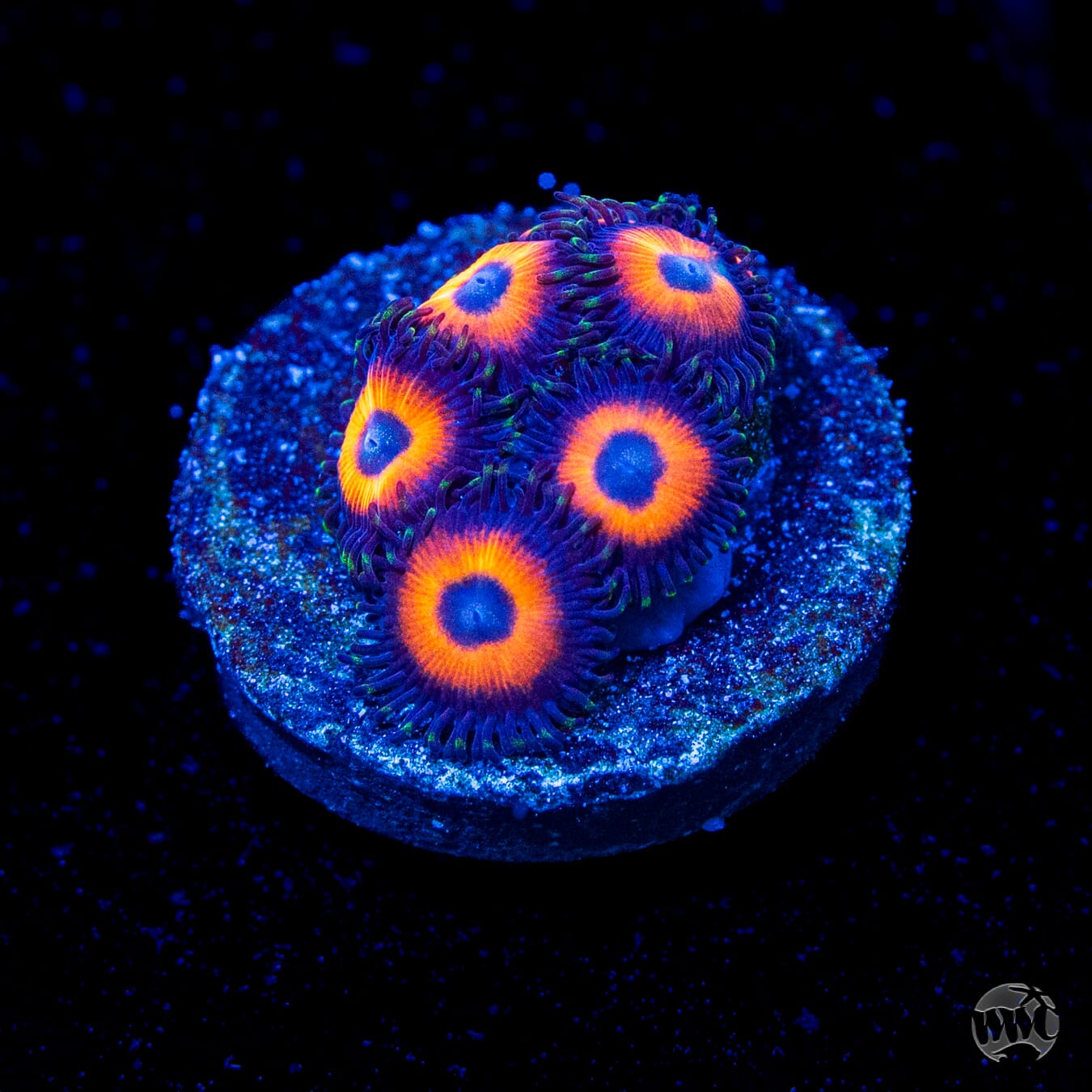 WWC Red Bull Zoanthids
