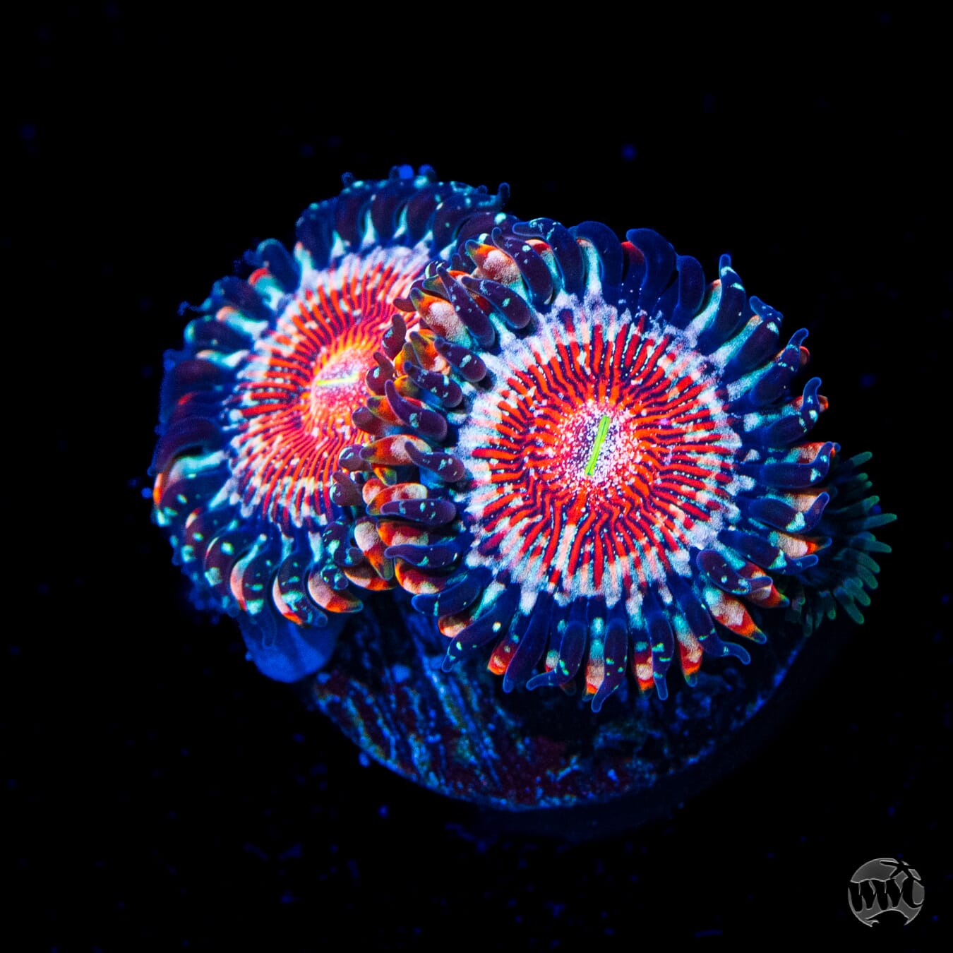 Salted Agaves Zoanthids