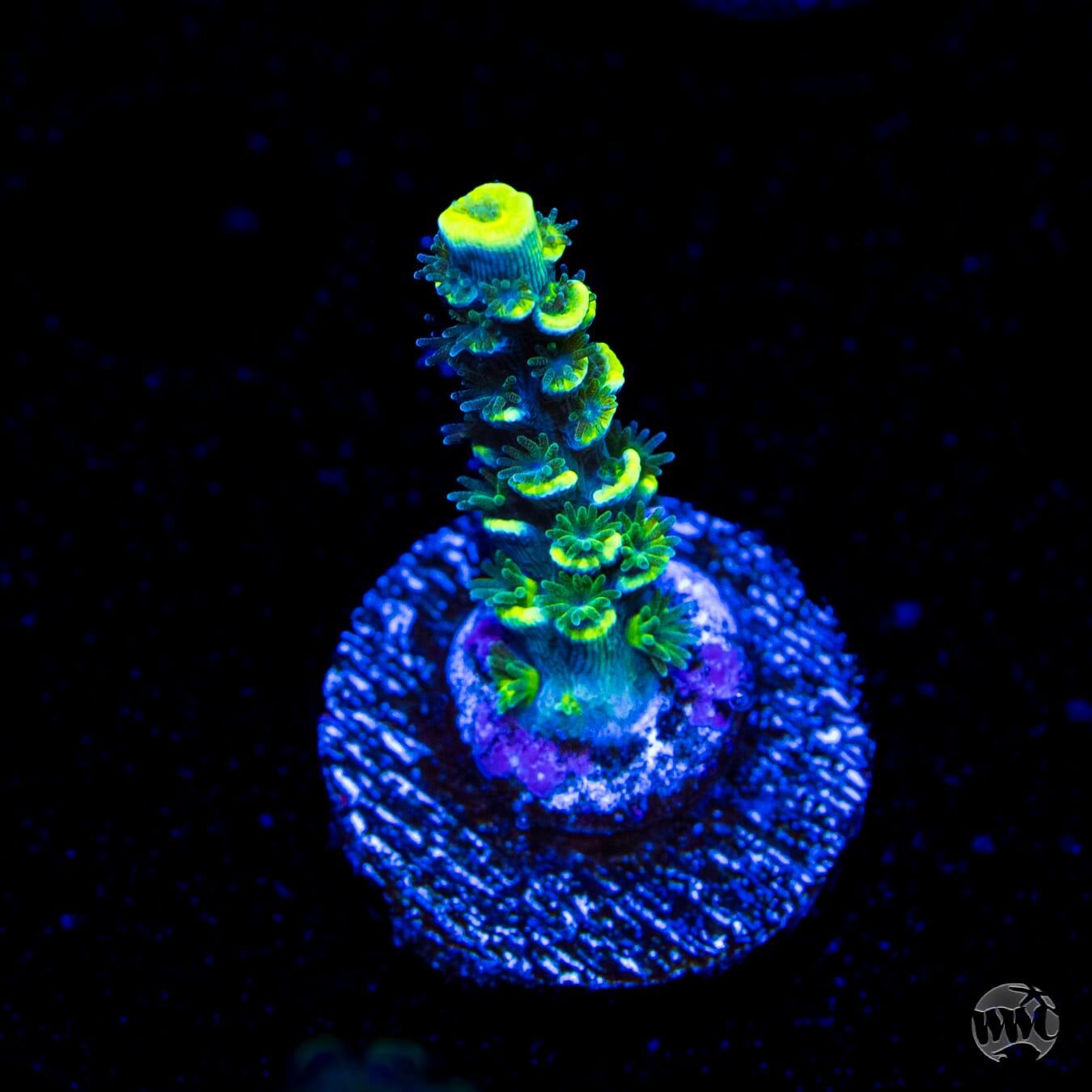 WWC Silver Surfer Tenuis Acropora