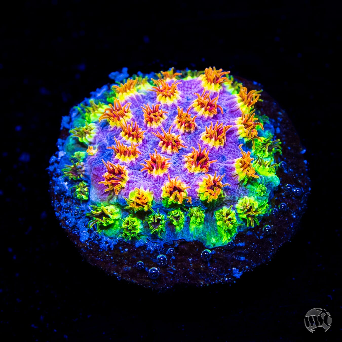 WWC Skittles Bomb Cyphastrea Coral