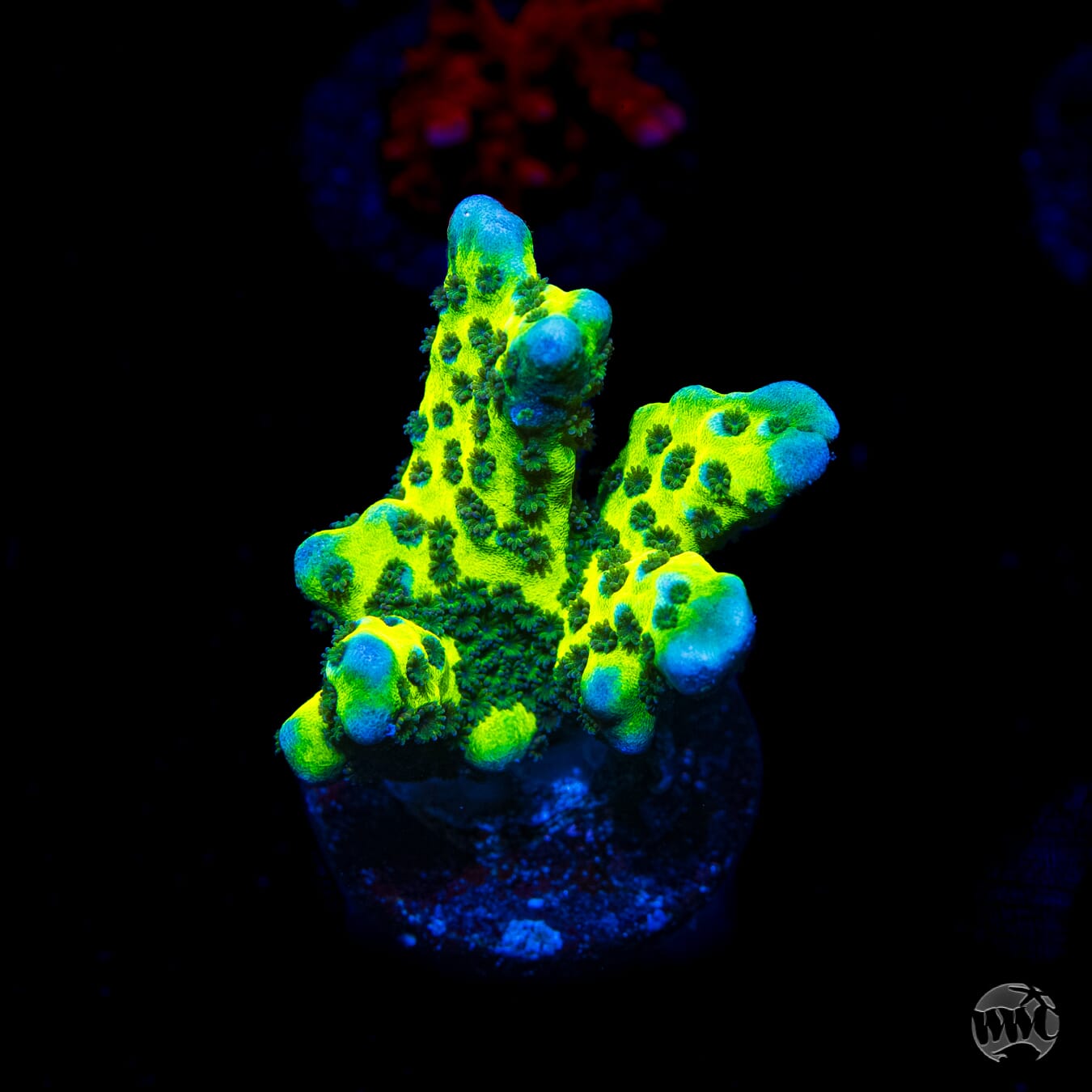 WWC Slimeball Spongodes Montipora Coral