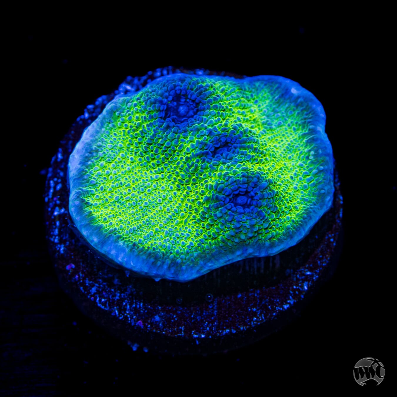WWC Sour Grapes Chalice Coral