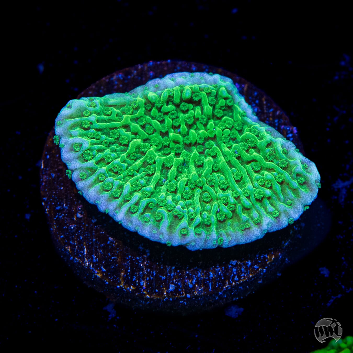 WWC Spearmint Montipora Cap Coral