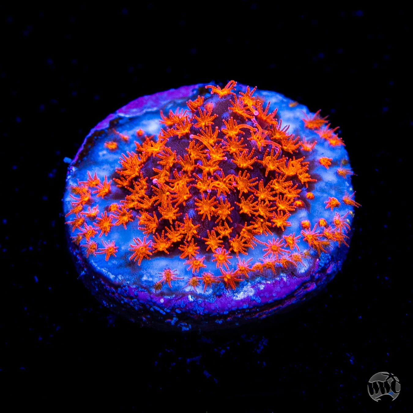 WWC Spiderman Stylocoeniella Coral