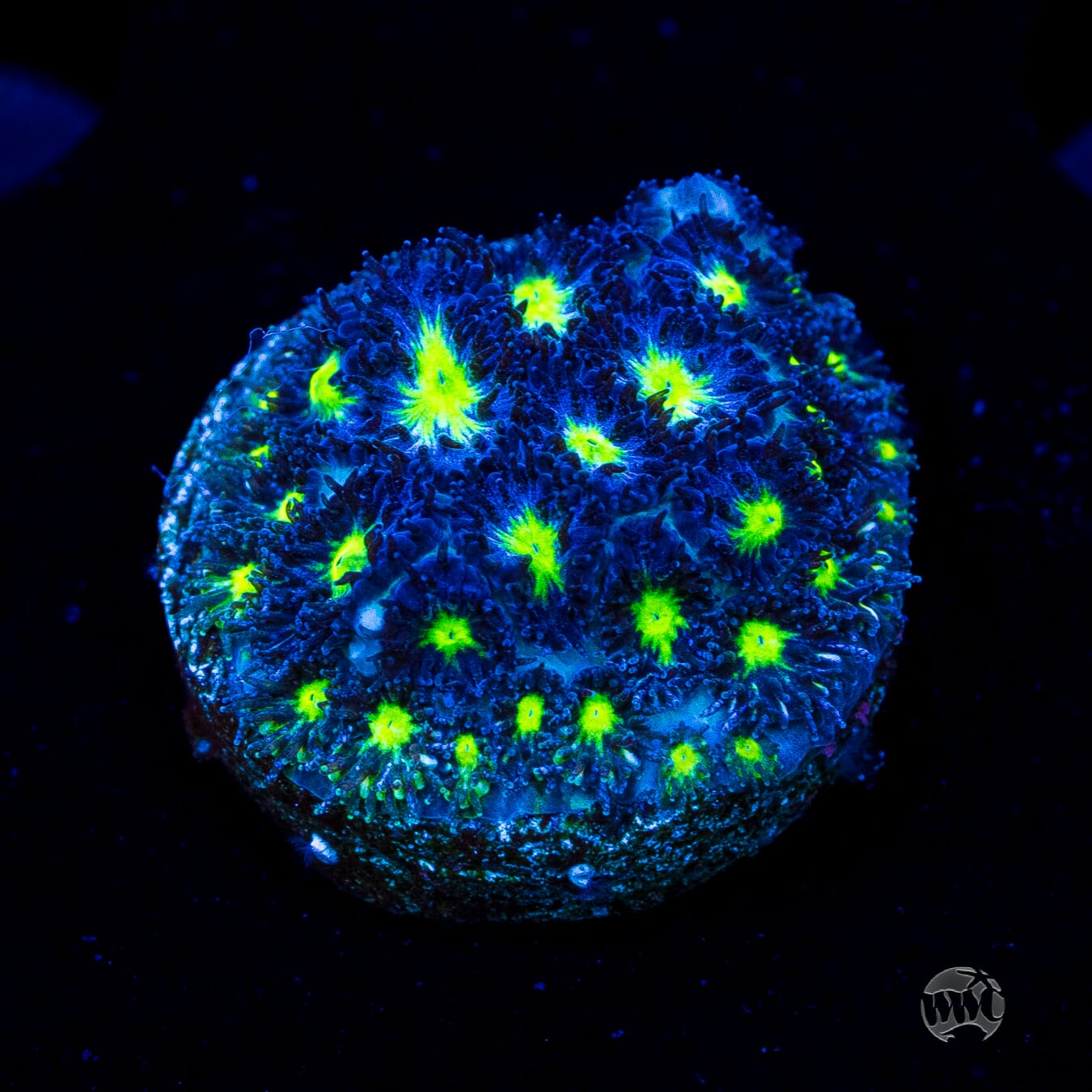 WWC Spooky Leptastrea Coral