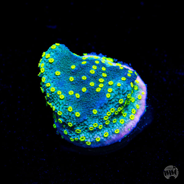 WWC Street Lights Montipora Coral