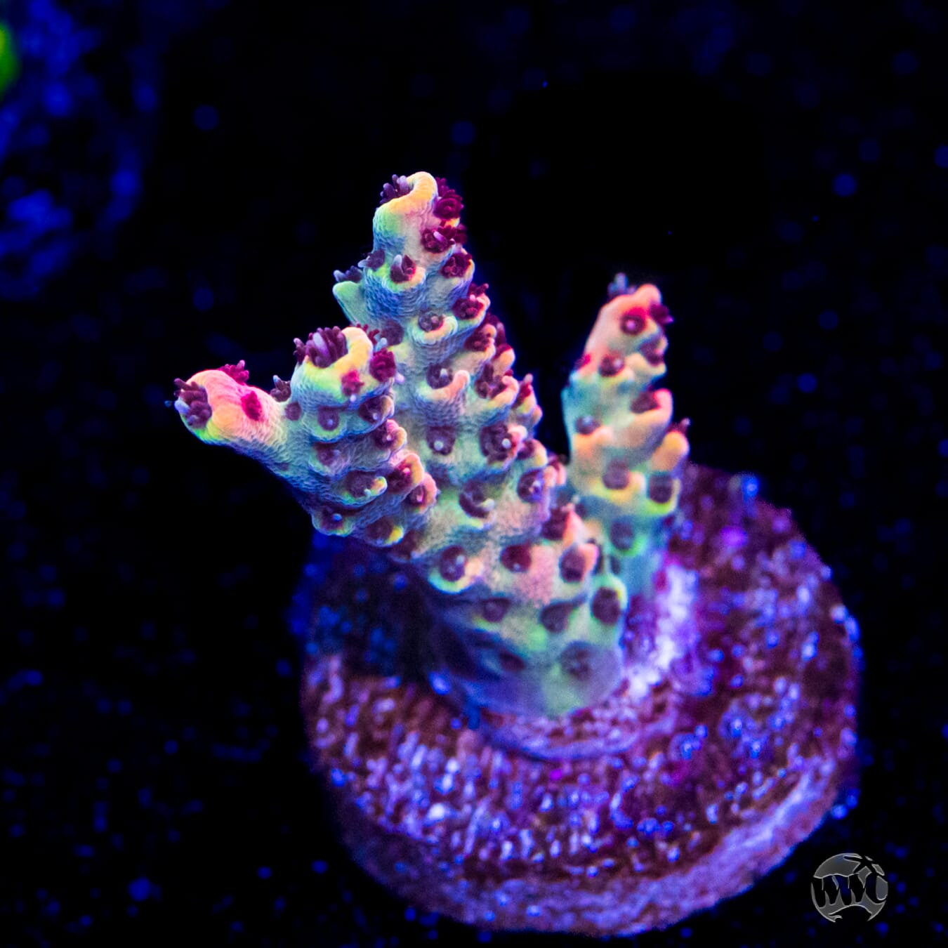WWC Suicide Squad Acropora