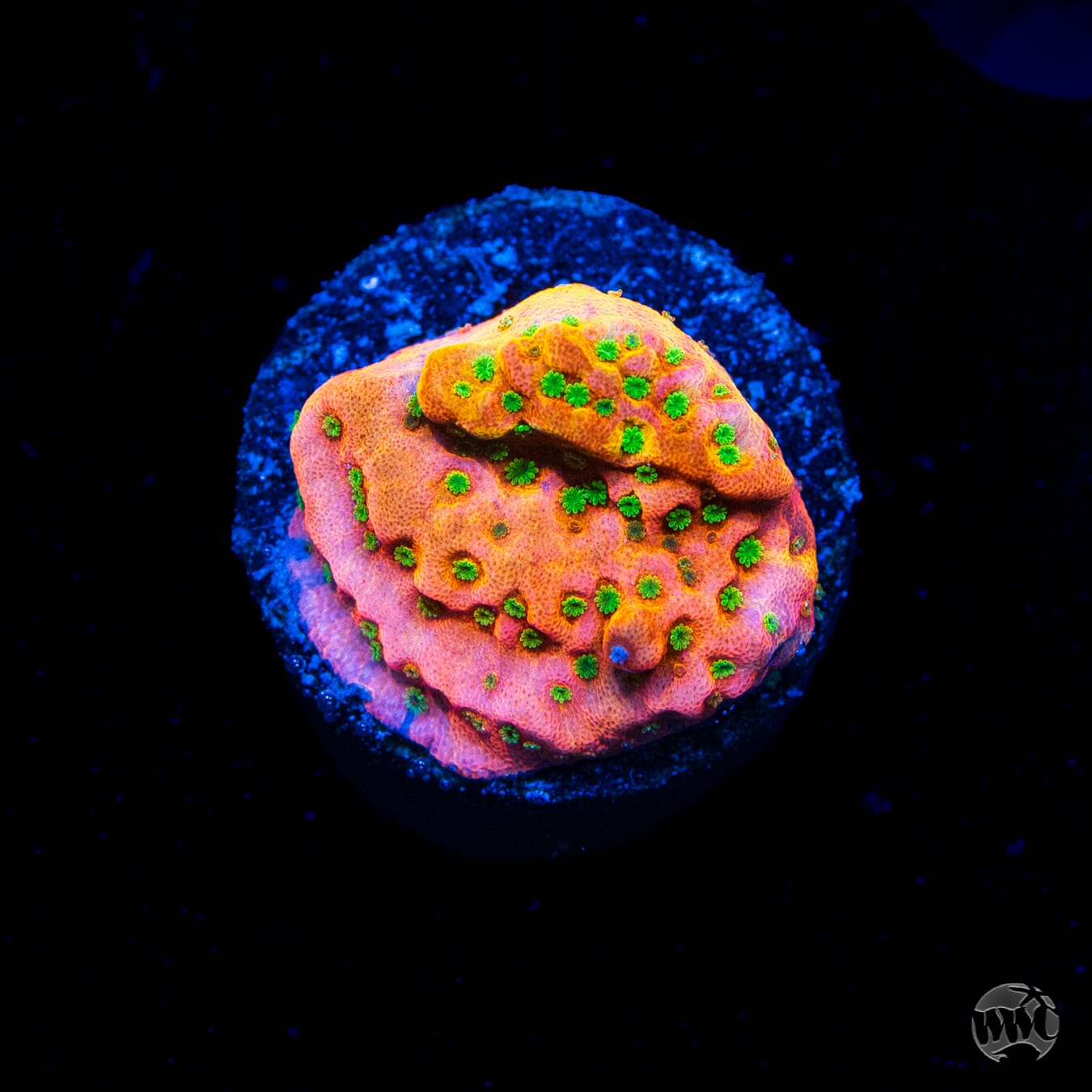 WWC Sunset Imposter Montipora